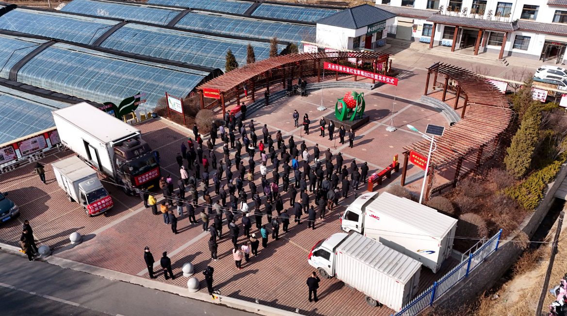 清水红堡“红宝草莓”香飘东盟 高品质农产品成功开拓国际市场