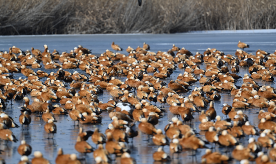 2.4万余只水鸟在宁夏越冬:较去年同期增加1.1万只,大天鹅、灰鹤、白琵鹭等珍稀鸟类种群数量稳中有升! 2.4万余只水鸟在宁夏越冬:较去年同期增加1.1万只,大天鹅、灰鹤、白琵鹭等珍稀鸟类种群数量稳中有升!