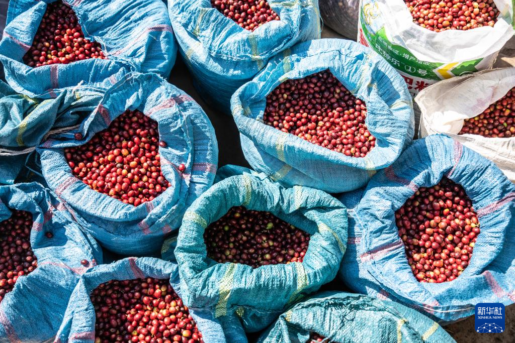云南临沧:构建咖啡“从种到杯”全产业链