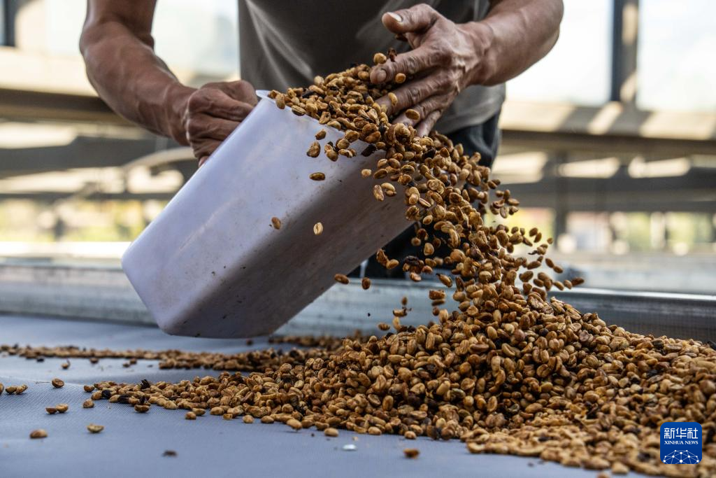 云南临沧:构建咖啡“从种到杯”全产业链