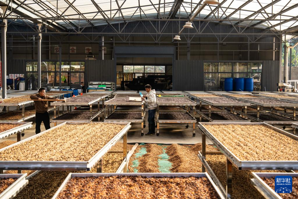 云南临沧:构建咖啡“从种到杯”全产业链