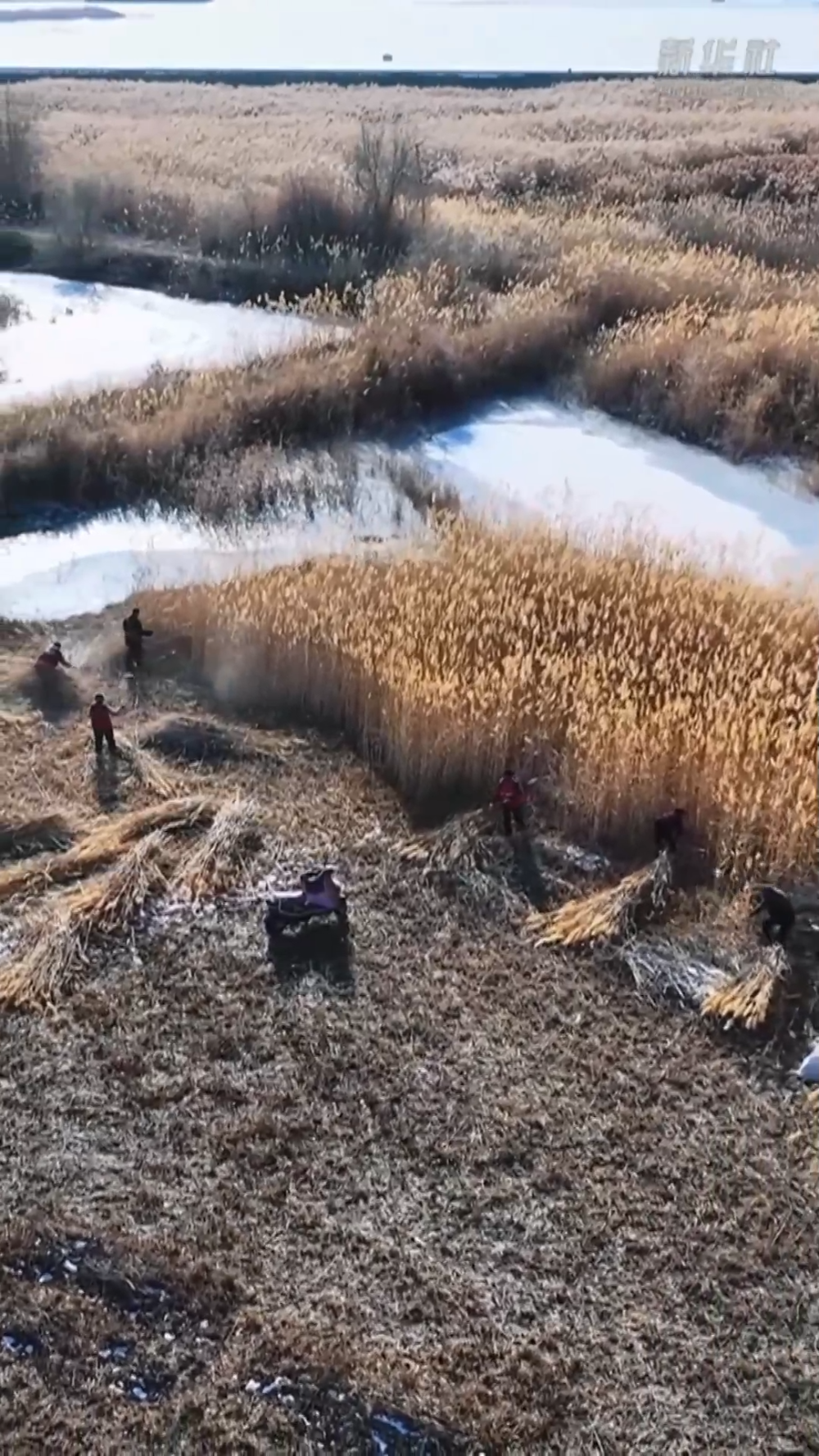 塔克拉玛干的“治沙宝贝”：一束芦苇的力量