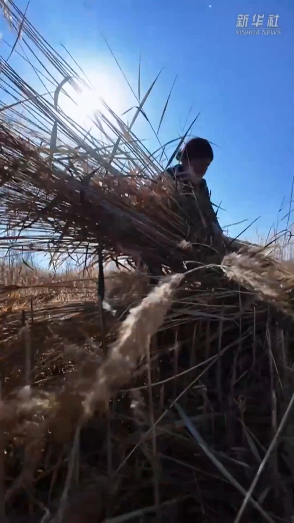 塔克拉玛干的“治沙宝贝”：一束芦苇的力量