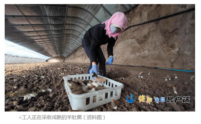 棚室生金四季忙——金昌设施农业绘就富民兴农新图景