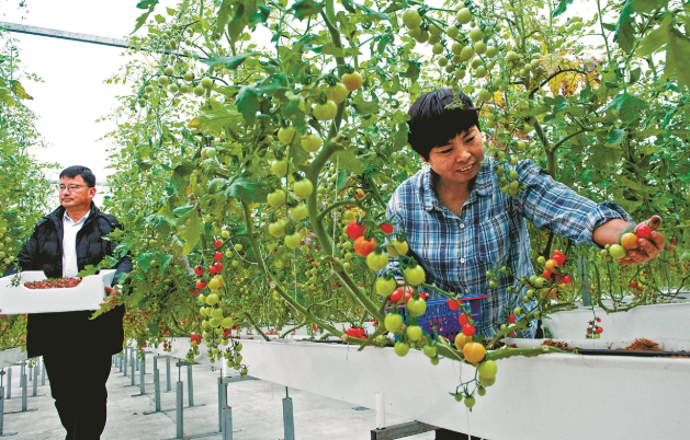 小番茄过上“智能生活” 小番茄过上“智能生活”