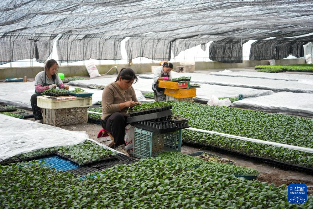 山东莘县:冬季大棚蔬菜种苗嫁接忙