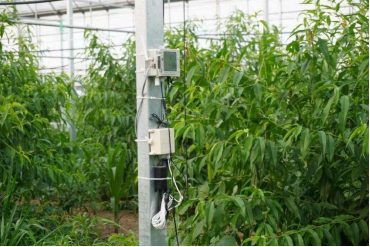 江苏江阴顾山镇：一颗桃，激活产业强镇 “一池春水”