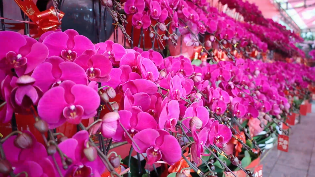 来坪山行花街啦 | 年味坪山