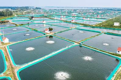 博兴县乔庄镇20多年间深耕南美白对虾养殖，培育出超十亿级富民产业