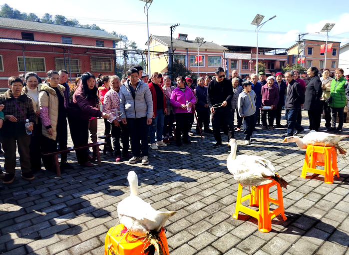 重庆綦江：“枫香树下”讲故事 南州茶谈润民心