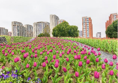 申城小美好|惊蛰到，赴一场普陀TOP中央公园的郁金香花海之约
