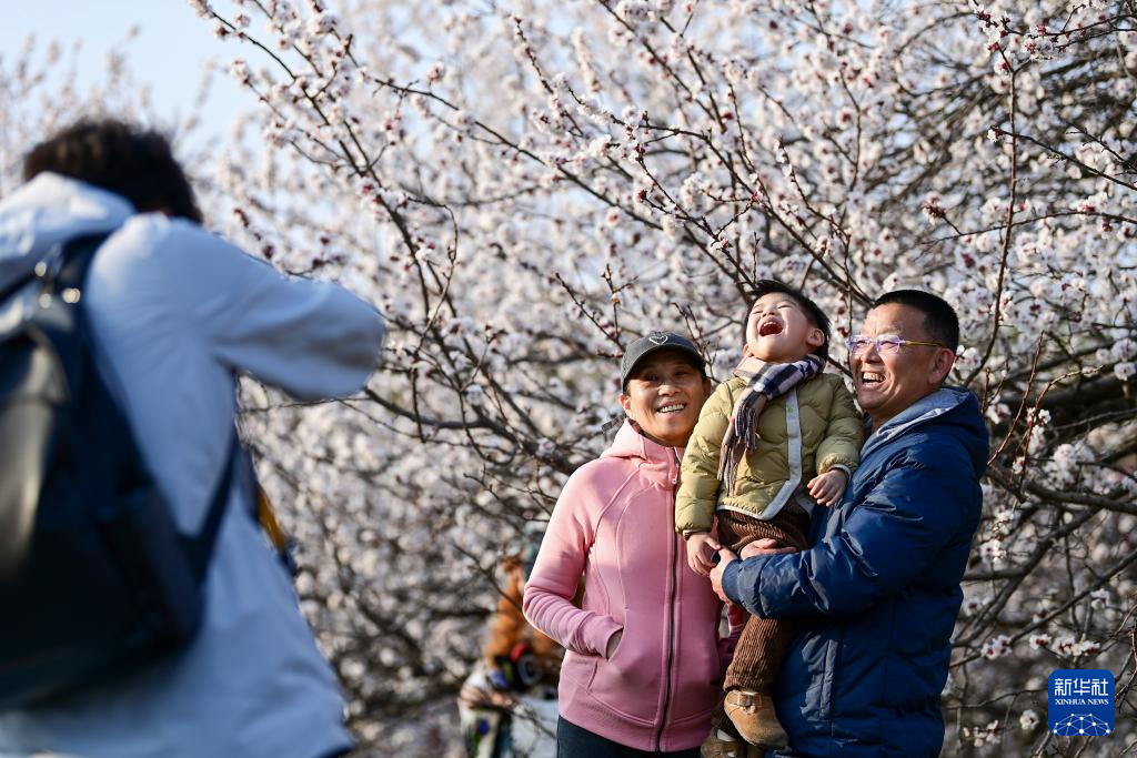 长安春日繁花开