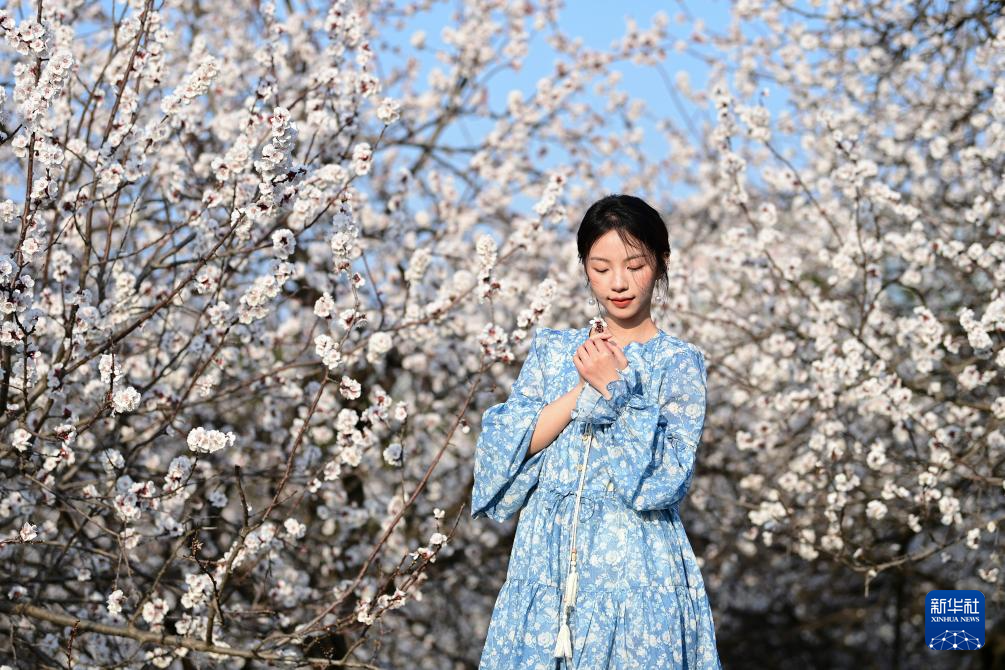 长安春日繁花开