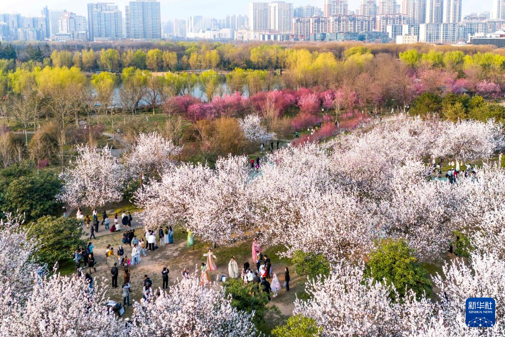 长安春日繁花开