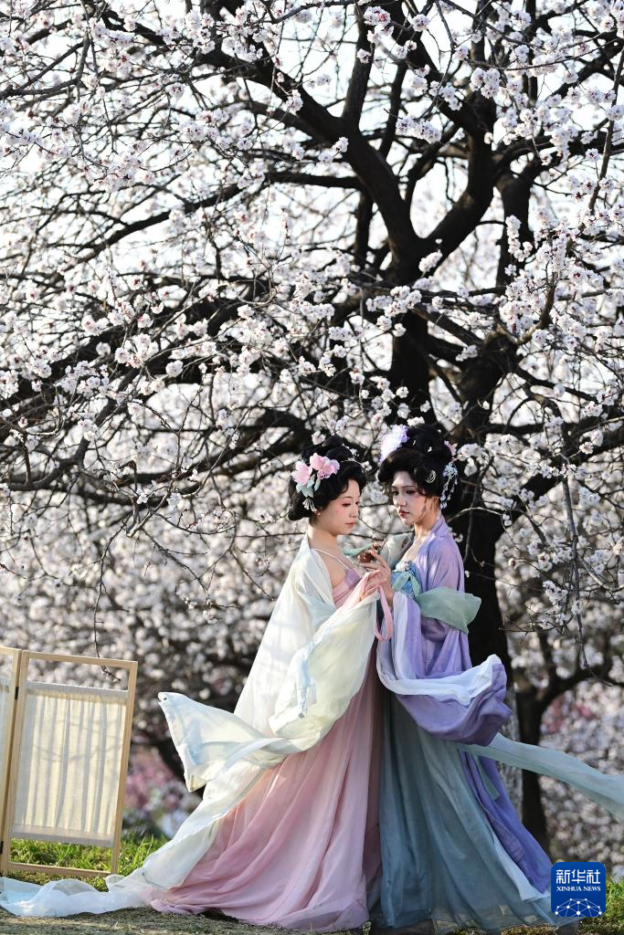 长安春日繁花开