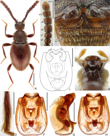 重庆巫溪阴条岭发现甲虫新物种