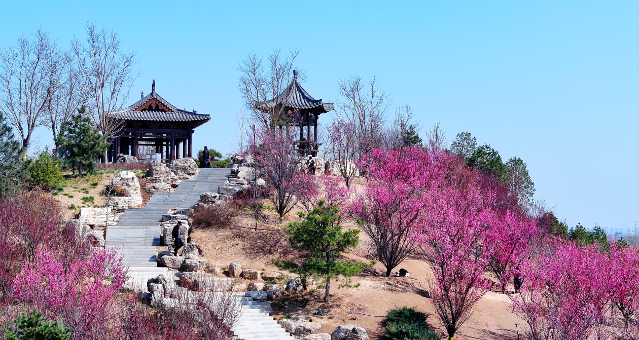 美丽河北|花开正艳 石家庄处处春意浓