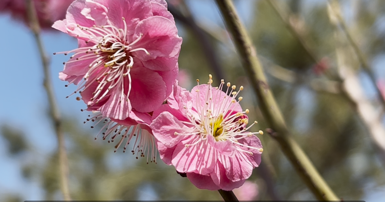 美丽河北|花开正艳 石家庄处处春意浓