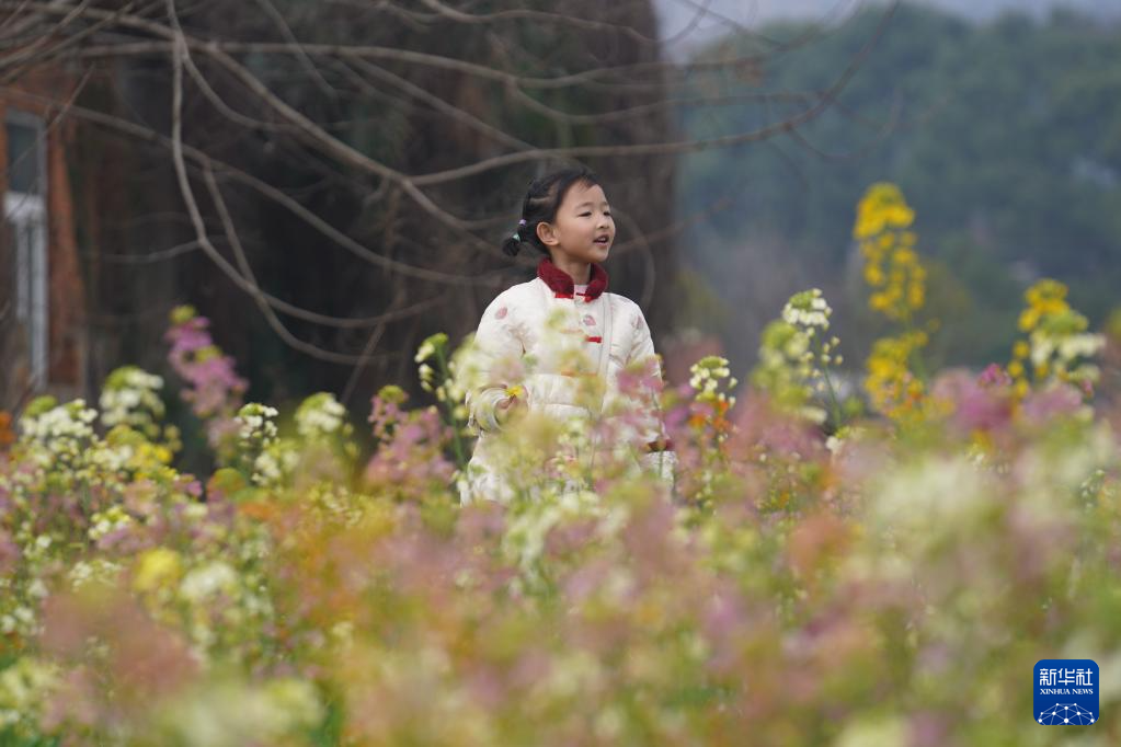 江西南昌:彩色油菜花田春光正好