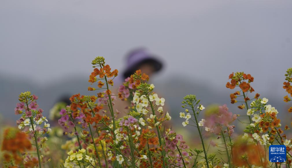 江西南昌:彩色油菜花田春光正好