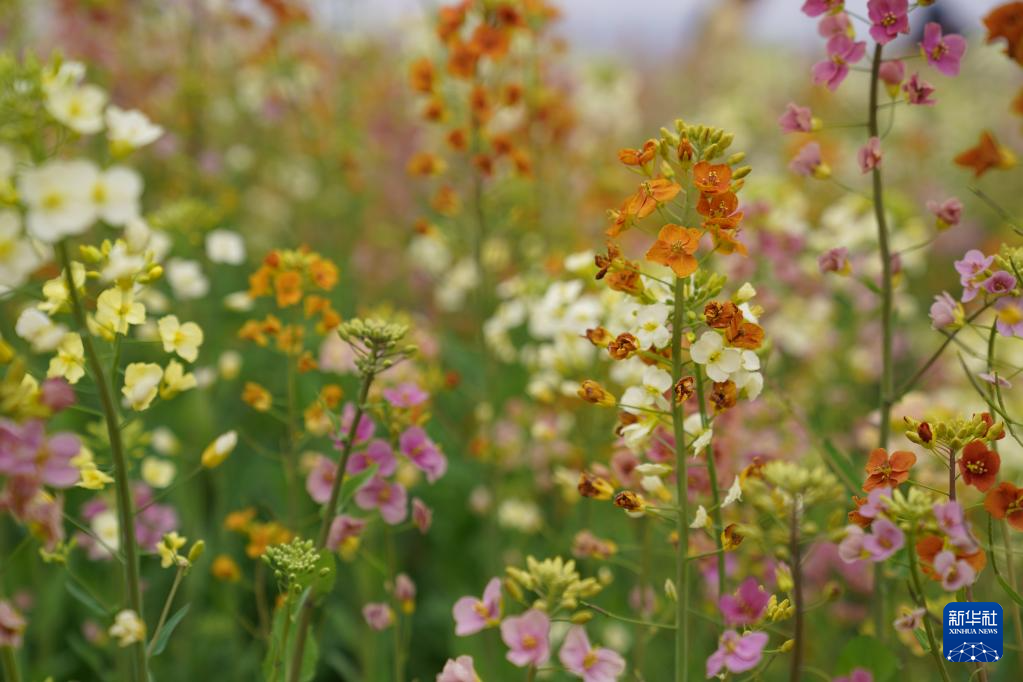 江西南昌:彩色油菜花田春光正好