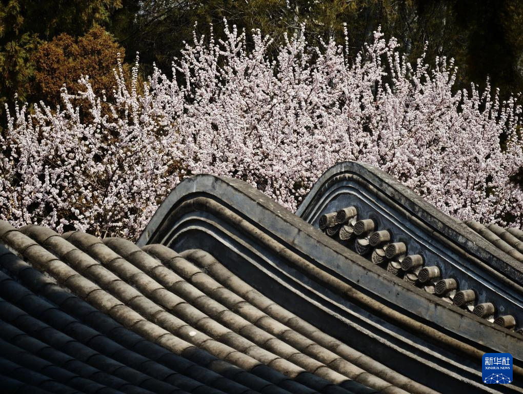 北海公园春色美