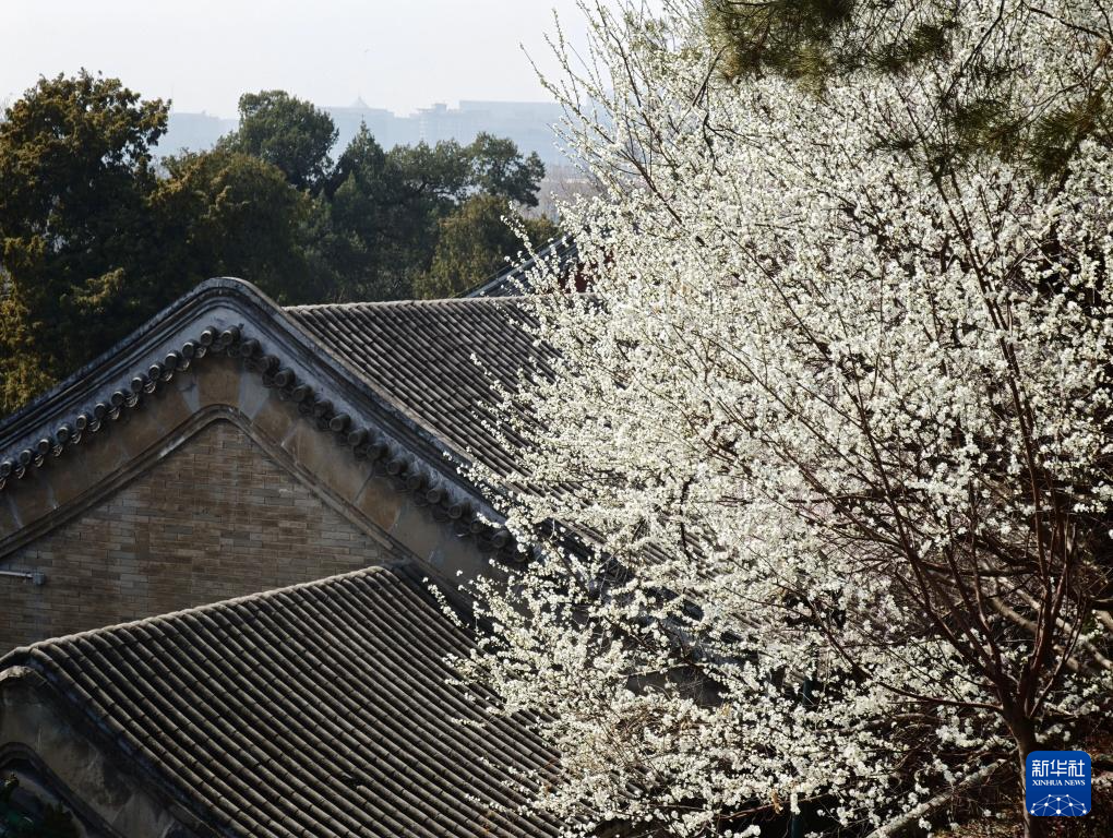 北海公园春色美