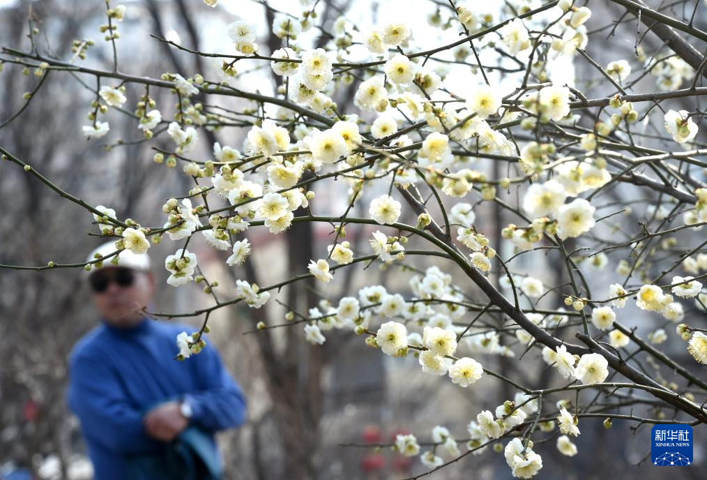又见京城花满枝