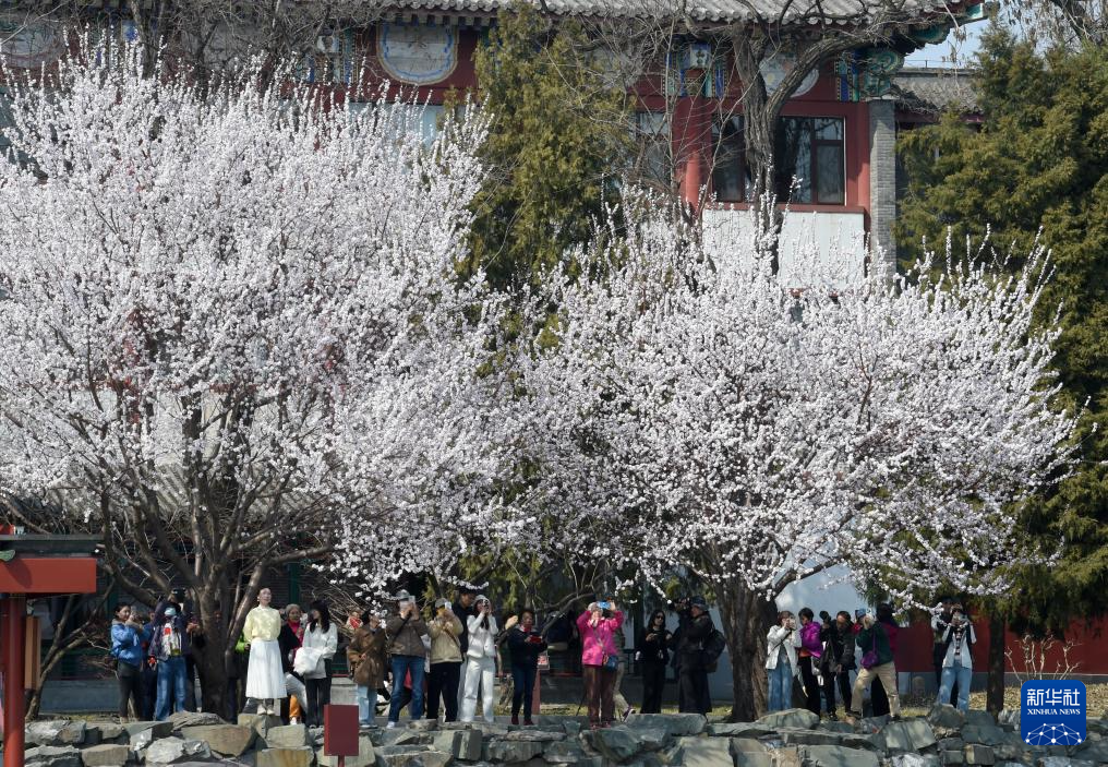 又见京城花满枝