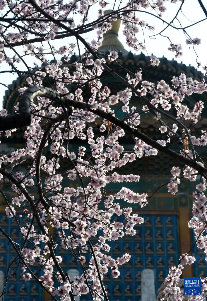 又见京城花满枝