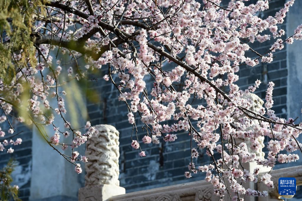 又见京城花满枝