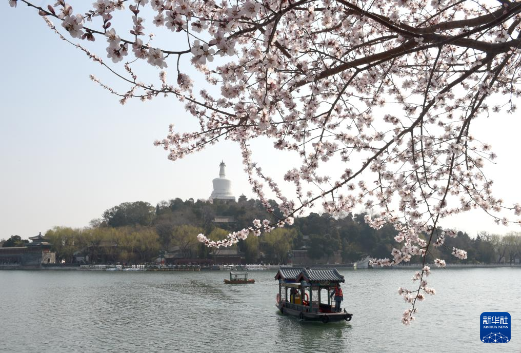 又见京城花满枝