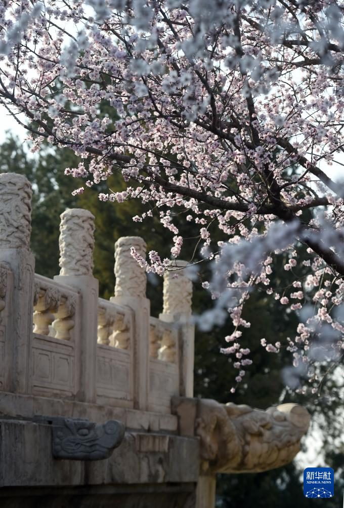 又见京城花满枝