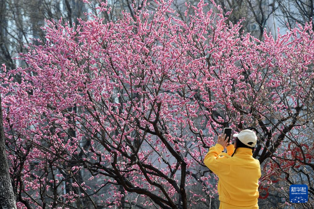 又见京城花满枝