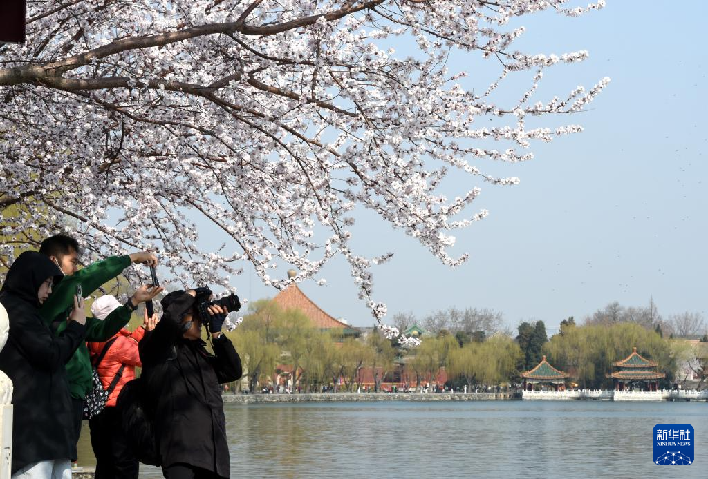 又见京城花满枝