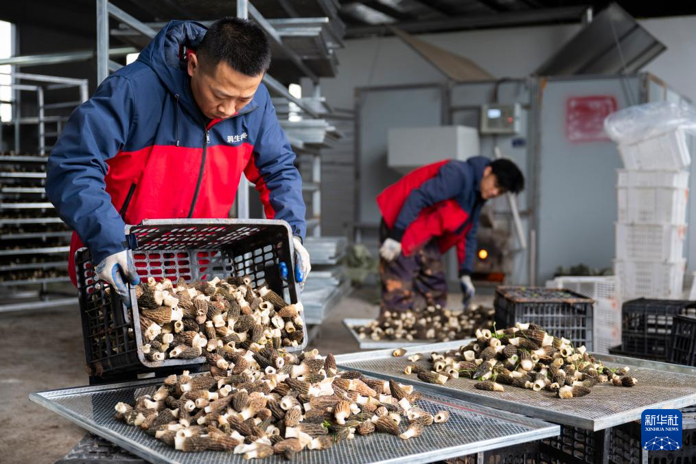 湖北远安: 小菌菇撑起“富民伞”