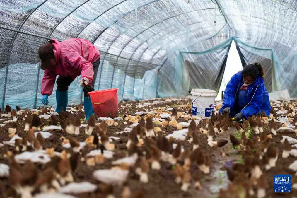 湖北远安: 小菌菇撑起“富民伞”