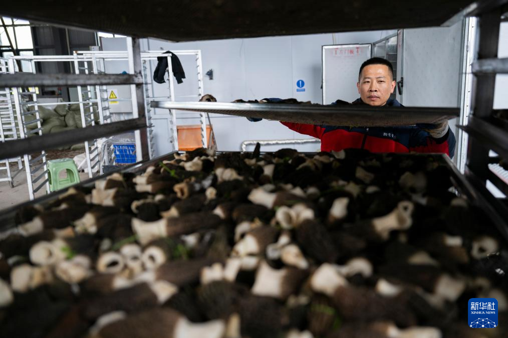 湖北远安: 小菌菇撑起“富民伞”