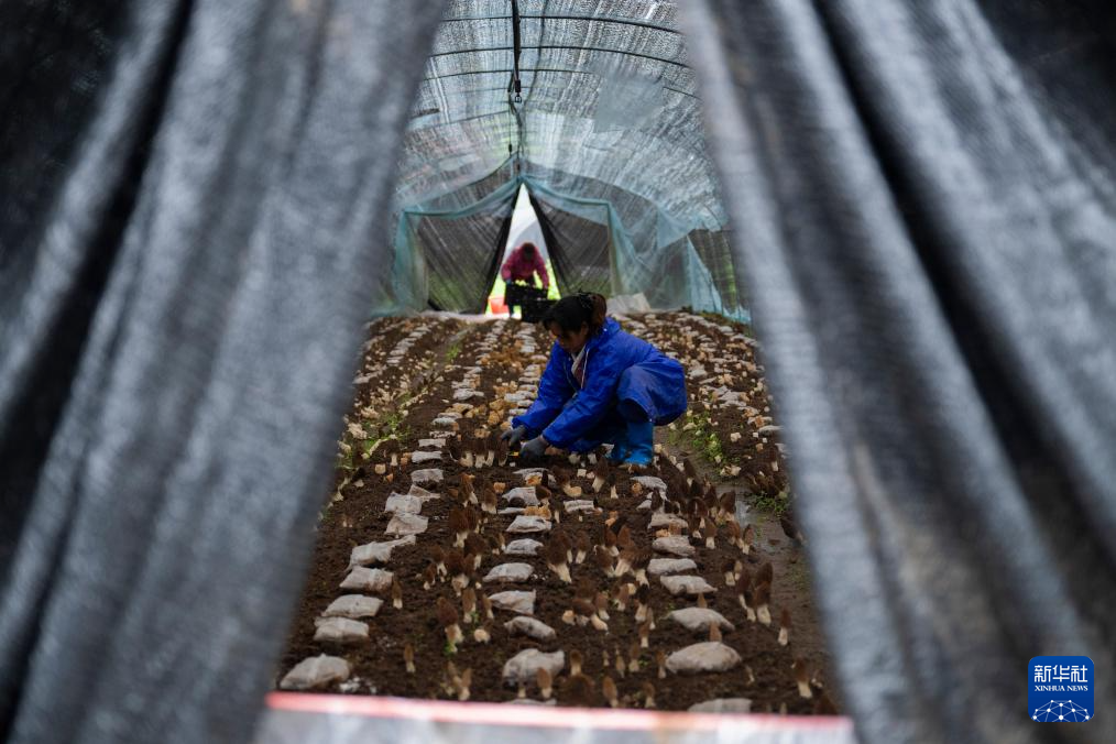 湖北远安: 小菌菇撑起“富民伞”