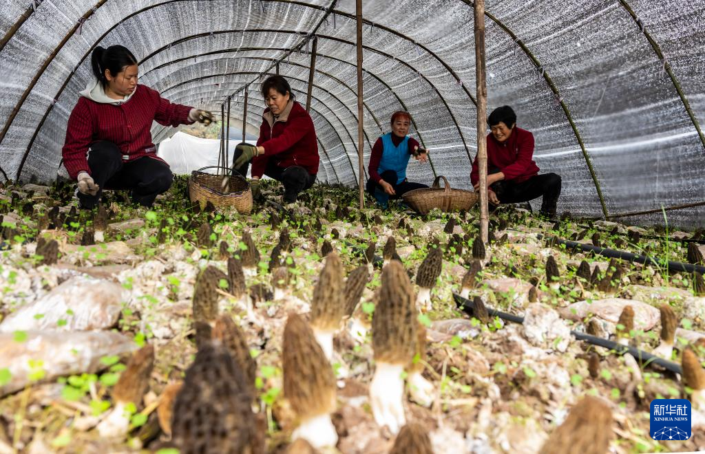 湖北远安: 小菌菇撑起“富民伞”
