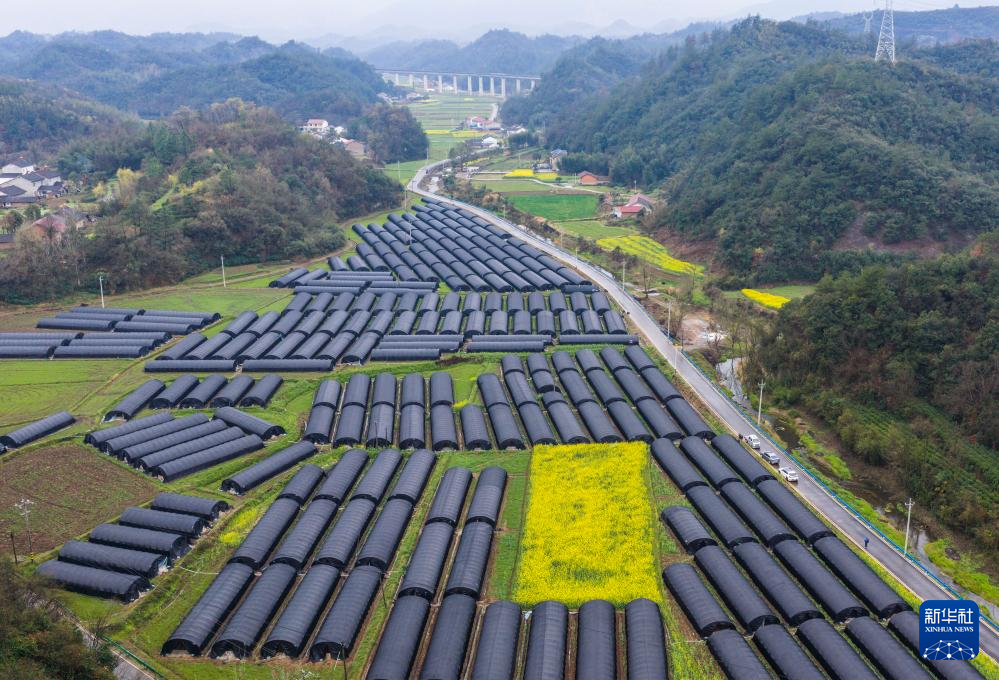 湖北远安: 小菌菇撑起“富民伞”