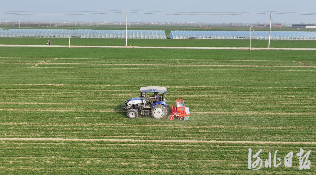 河北3300多万亩冬小麦陆续进入返青生长关键期