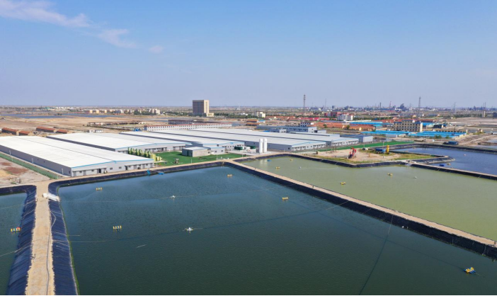 盐碱地上崛起“蓝色粮仓”——利津县刁口乡向海图强谱新篇 盐碱地上崛起“蓝色粮仓”——利津县刁口乡向海图强谱新篇