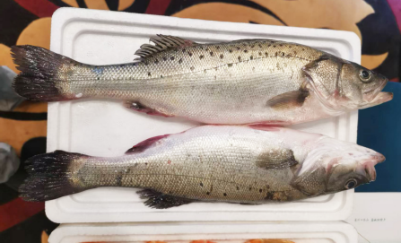 盐碱地上崛起“蓝色粮仓”——利津县刁口乡向海图强谱新篇 盐碱地上崛起“蓝色粮仓”——利津县刁口乡向海图强谱新篇