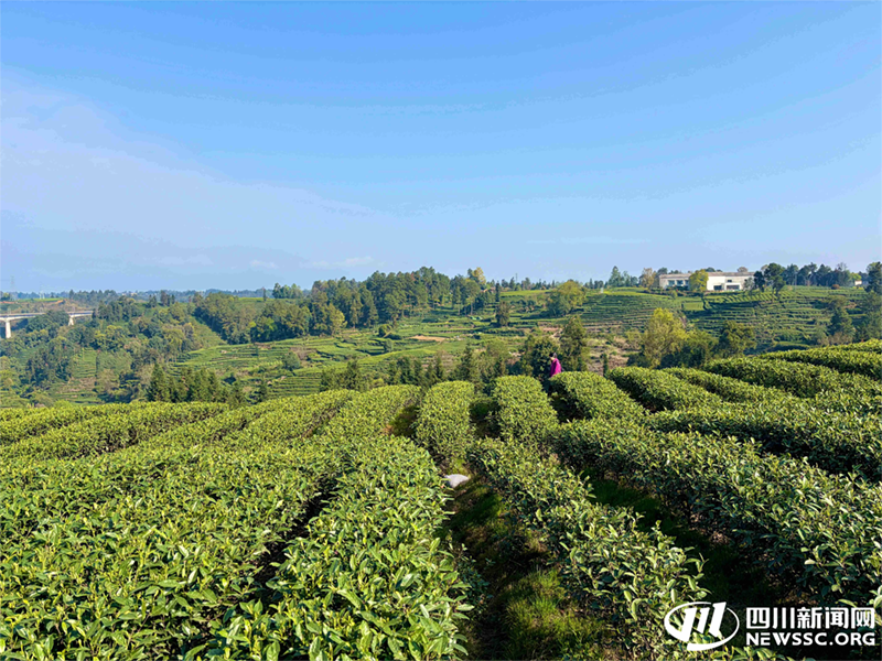 春分剪下第一枝茶芽,雅安“千里江山”正式开园!|马上入川 蜀你好玩