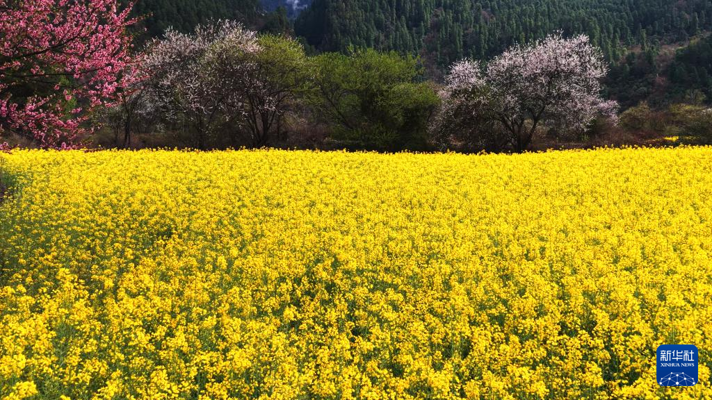 西藏波密:花开易贡春正浓