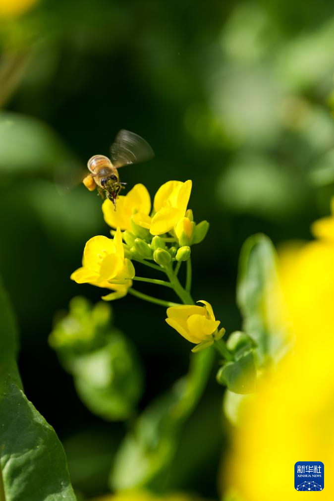 山西运城:花海春色
