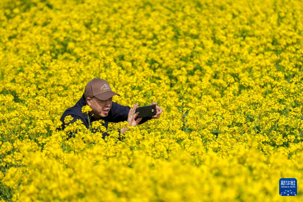 山西运城:花海春色