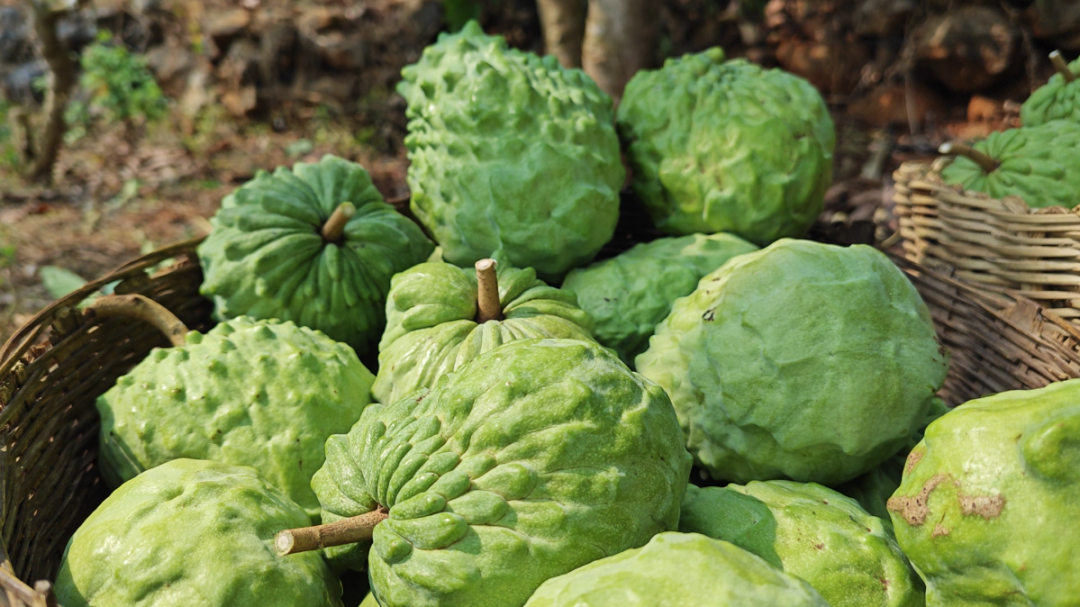 释迦果香飘出干热河谷 思茅云仙干坝村蹚出“甜蜜路”丨乡村振兴