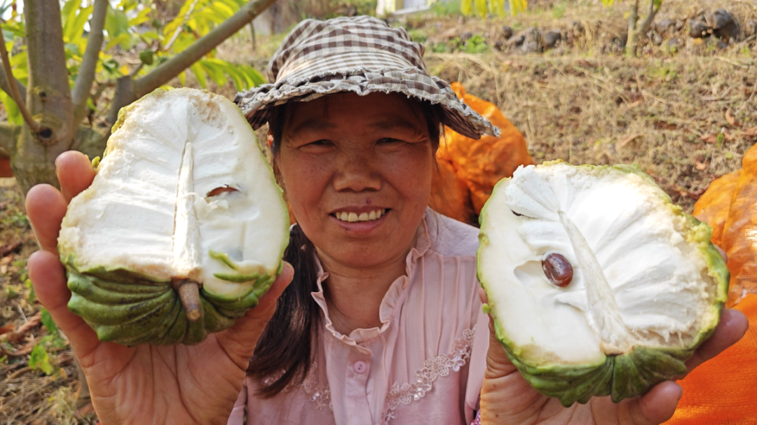 释迦果香飘出干热河谷 思茅云仙干坝村蹚出“甜蜜路”丨乡村振兴